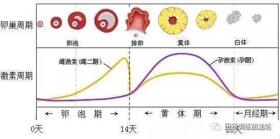 紧急避孕药对月经周期的影响，深入解析