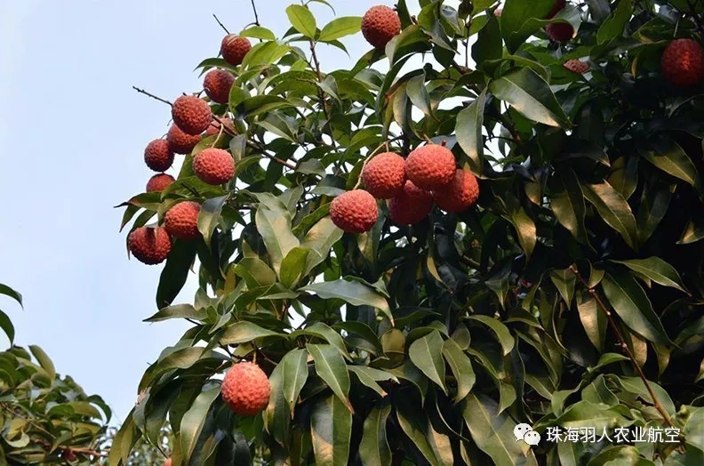 广东省荔枝发展历史